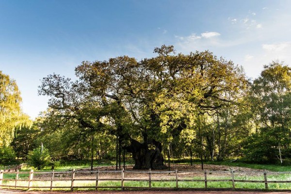 La Célèbre Forêt de Sherwood réellement menacée !