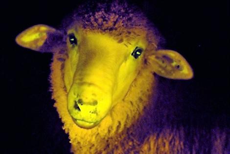 Naissance de moutons phosphorescents ... en Uruguay !