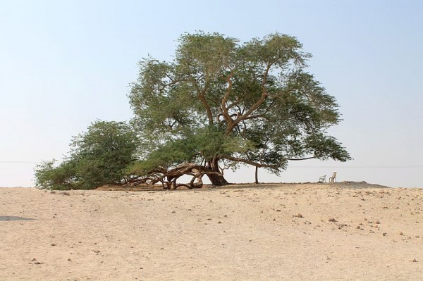 L'arbre de Vie  ...  se trouve dans le Golfe Persique  !