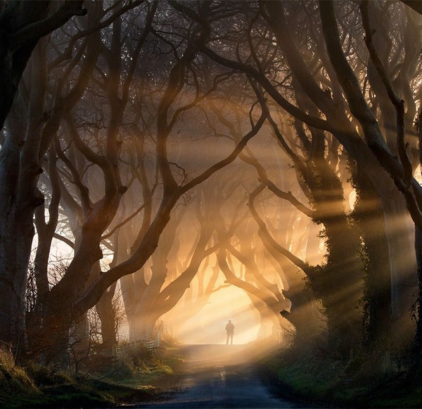 Magnifique arbre Tunnel en Irlande du Nord  hanté !