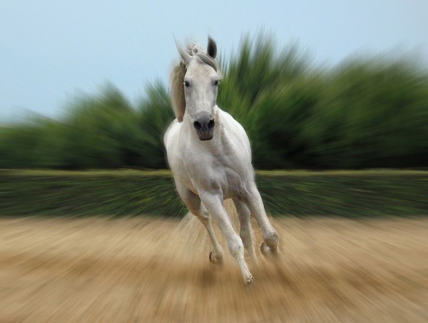 La légende du cheval blanc ... par C. léveillée !