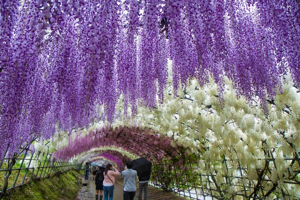 Japon :  Ce majestueux tunnel de fleurs est attirant !