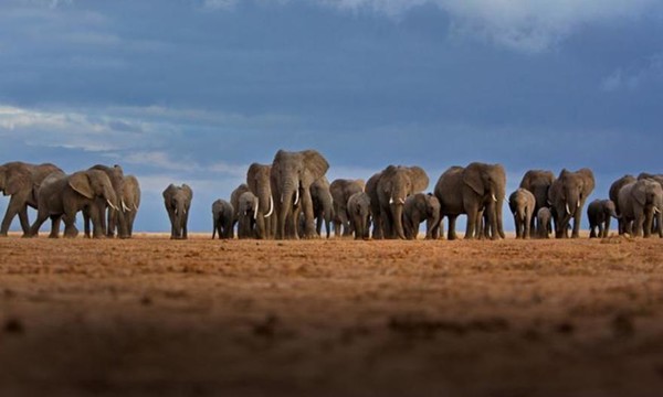 Il faut sauver les éléphants ...  Journée mondiale !