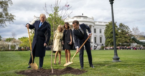 Symbole : Mort du chêne offert par Macron à Trump !