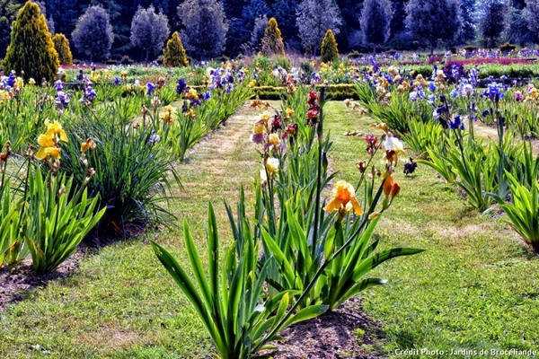 Les Iris'istibles des jardins de Brocéliande  ...