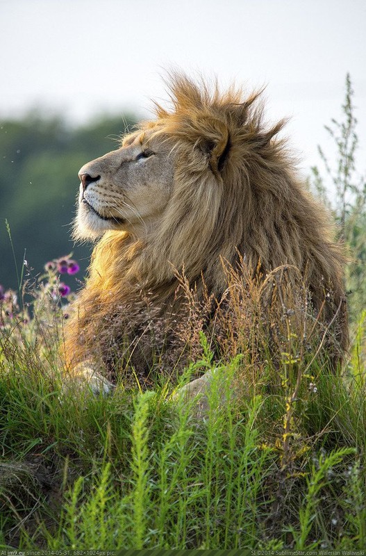 Sa majesté le lion     ...    le roi des animaux  !