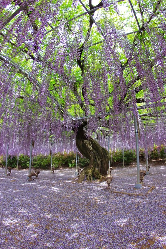 JAPON : plus bel arbre du monde dans le parc Ashikaga !