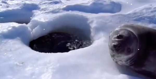 Un bébé phoque refuse d’aller nager dans l’eau glacée !