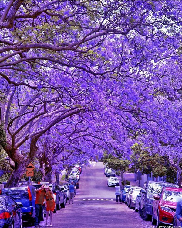 Australie  ...  Fleur Violette à Milson Park à Sydney !