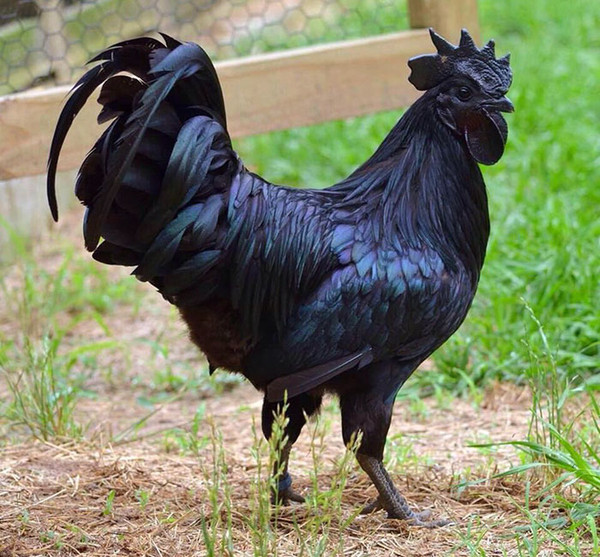 Le Ayam Cemani   ...  Rare poulet gothique d'Indonésie !