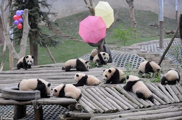 Les Pandas   ...    pour tous ceux qui les aiment   !