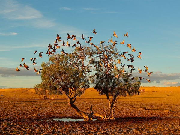 L' Arbre de Rêves    ...   désert d'Australie  !