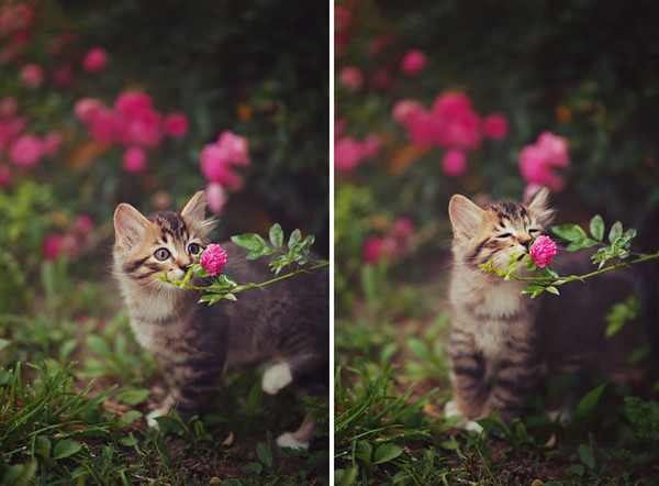 Nos petits compagnons aussi aiment les fleurs !