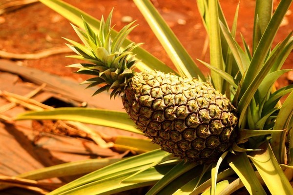 Les bienfaits de l' Ananas    ...  pour la santé !