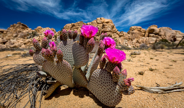 Echinopsis Cactus sauvages   ...   en fleurs !