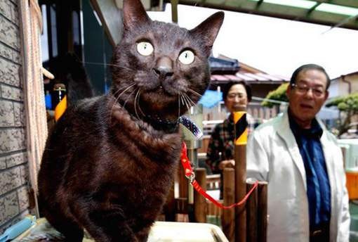 Un chat retrouve ses maîtres trois ans après le tsunami !