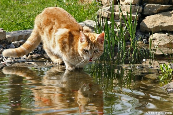 Le chat et l’eau, une drôle de relation    ...