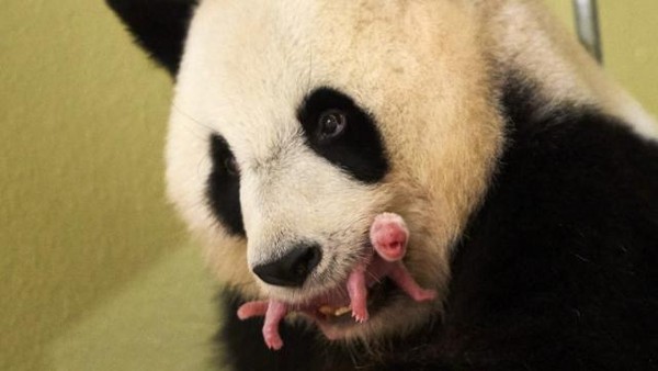 Zoo de Beauval : Le bébé panda va bien  ...  