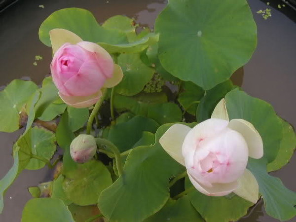 Légende et symbolisme de  ...  la fleur de lotus !
