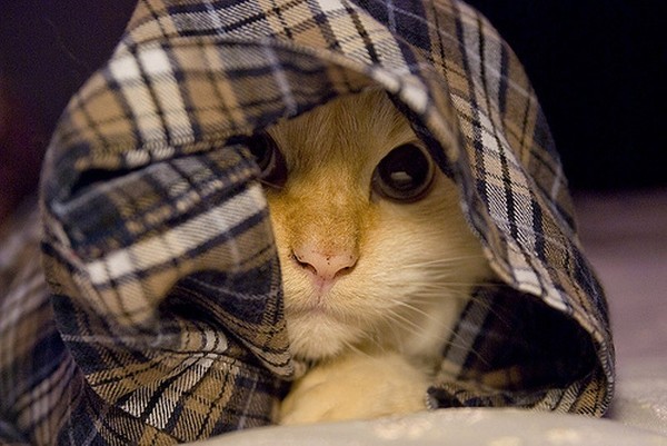 Chats alors    ...   chat décoiffe !