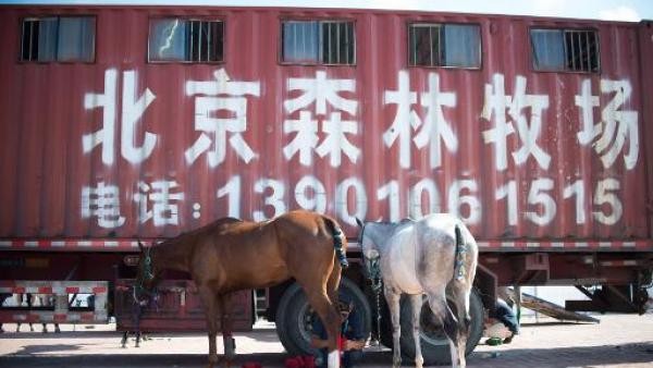 Les chevaux, nouvelle passion des Chinois aisés !