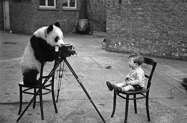 Un panda photographie le petit garçon   ...