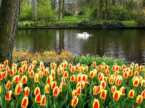 Pays-Bas :  Célébration de l équinoxe du printemps   ...