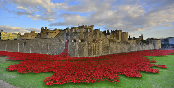 Coquelicots pour le Jour de l'Armistice ...