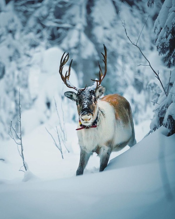 la vie sauvage et forestière de la Finlande ...