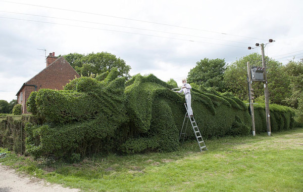 Un jardinier anglais fait pousser un dragon !  