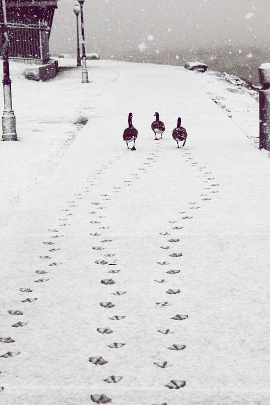 Paysages sous la neige ...