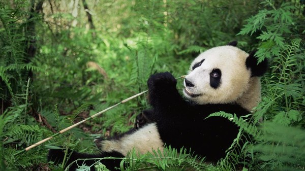  Célébration de la Journée nationale du panda  ...