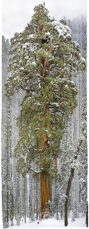 Ce séquoia géant "Le Président"  ...  a 3200 ans  !