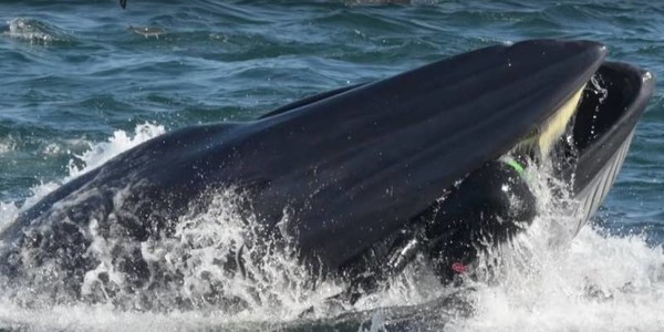Un plongeur avalé par une baleine, recraché vivant ...