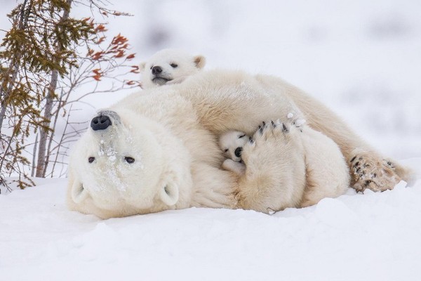 Tendresse animale  ...  maman ours et ses petits !