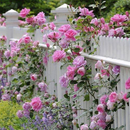 Quelques fleurs ... pour embellir votre jardin !