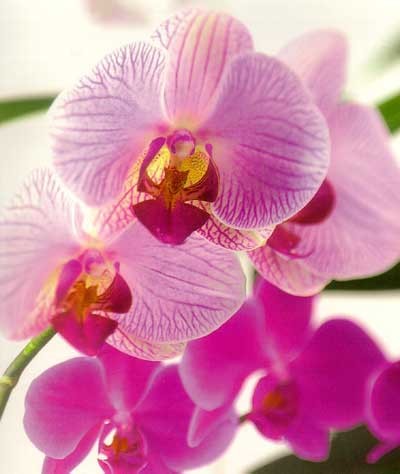 les Orchidées  ...  venues du  Maroc  !