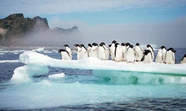 Le monde merveilleux de Pingu   ...