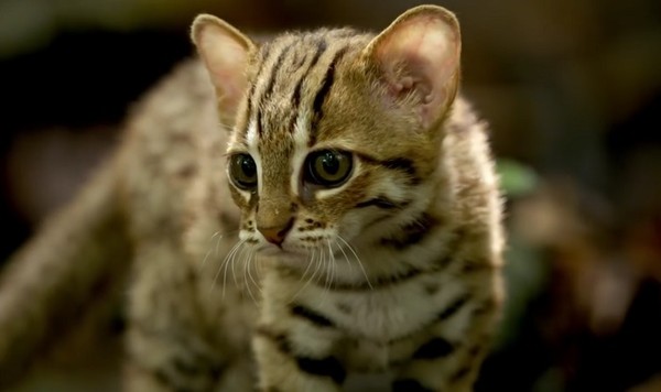 Le Chat Léopard du Bengale   ...