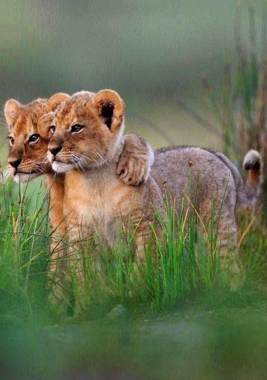 Tendresse animale   ...   