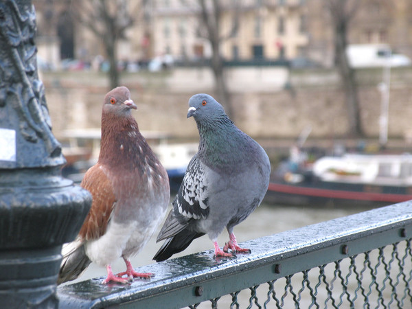 Faut-il vraiment dÃ©tester les pigeons parisiens ?