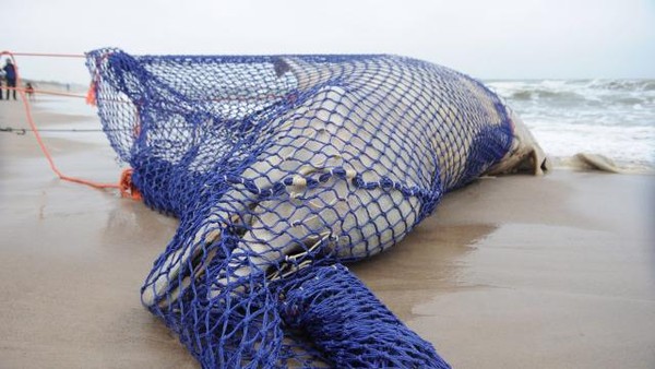 Nlle-Calédonie : huit baleines échouées sur une plage !