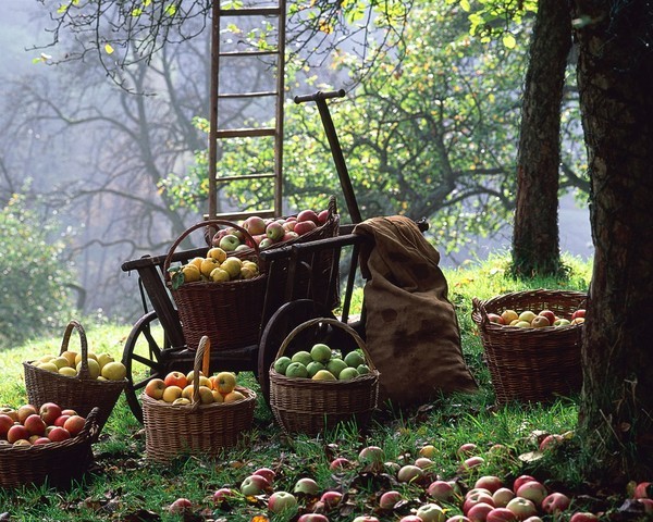 La cueillette des pommes ...