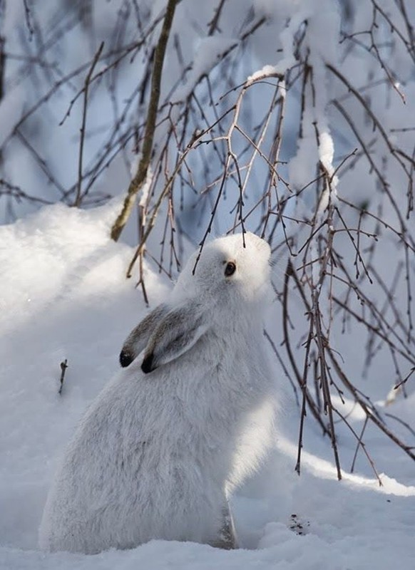 Lapins dans la neige ... prenez si vous aimez !