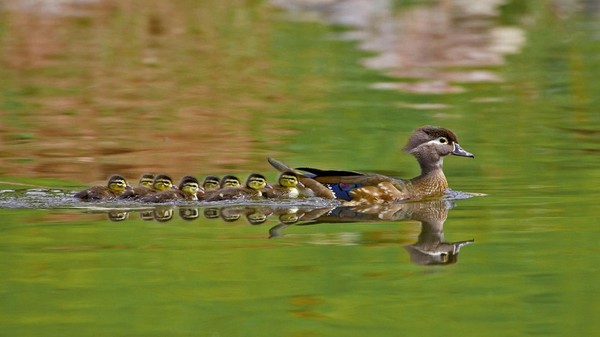 Tendresse animale : Canard carolin femelle et ses petits !