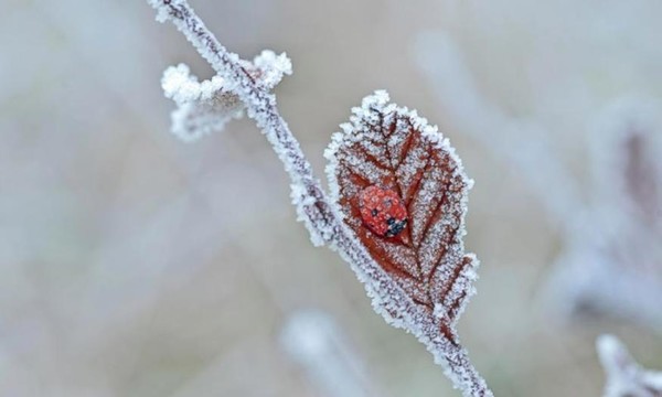 Une coccinelle sous le givre, Tewin, Angleterre ...