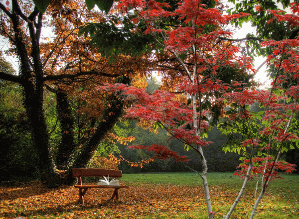 Sur le banc   ...  merveilleux automne  !
