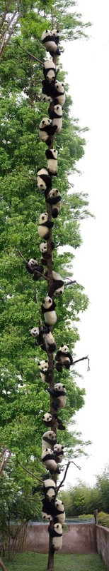 Coup de coeur    ...   arbre à pandas  !