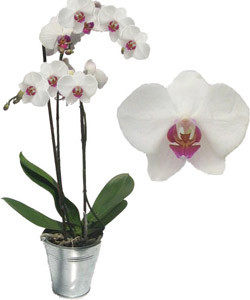 mes fleurs préférées :  les  Orchidées  !