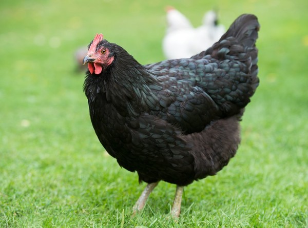 En Bretagne, des poules remplacent des pesticides ...
